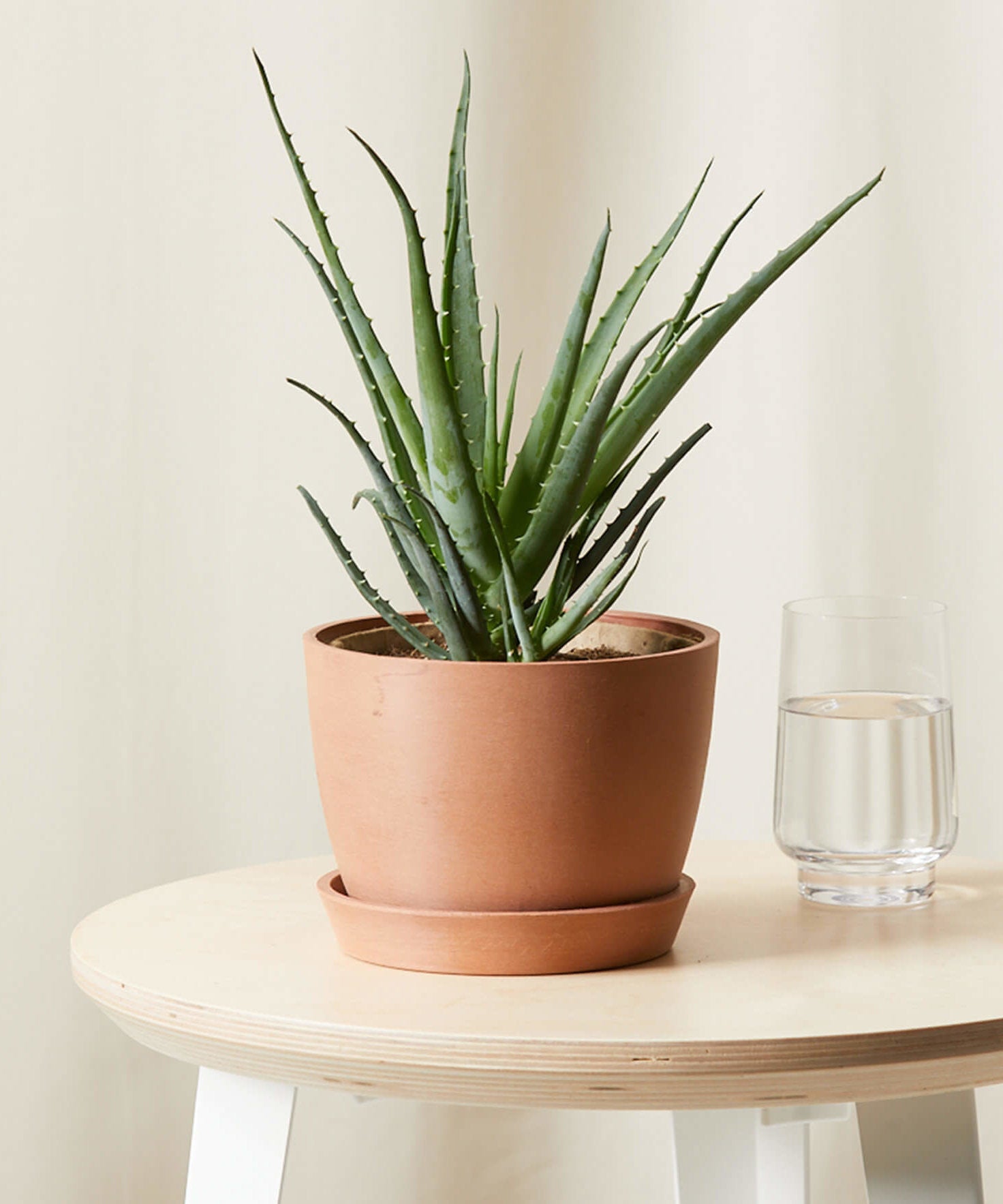 Aloe Plant