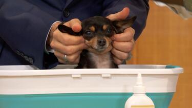 How to Have an At-Home Pet Spa Day! | Simple Grooming Tips for Dogs & Cats