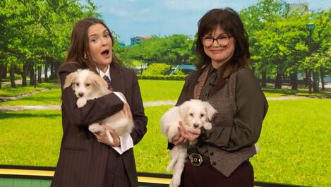 Puppies