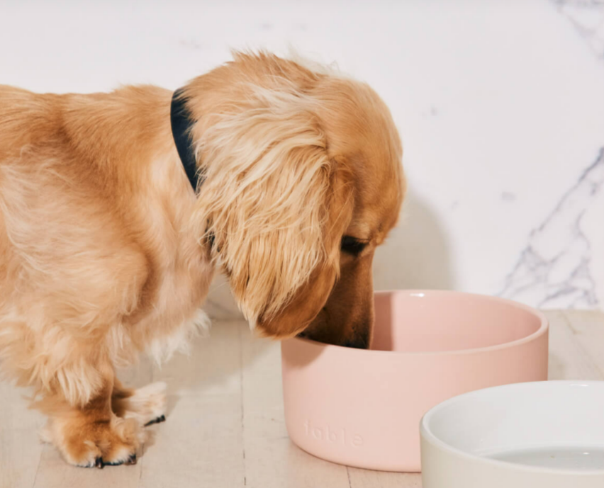 Dog Bowl